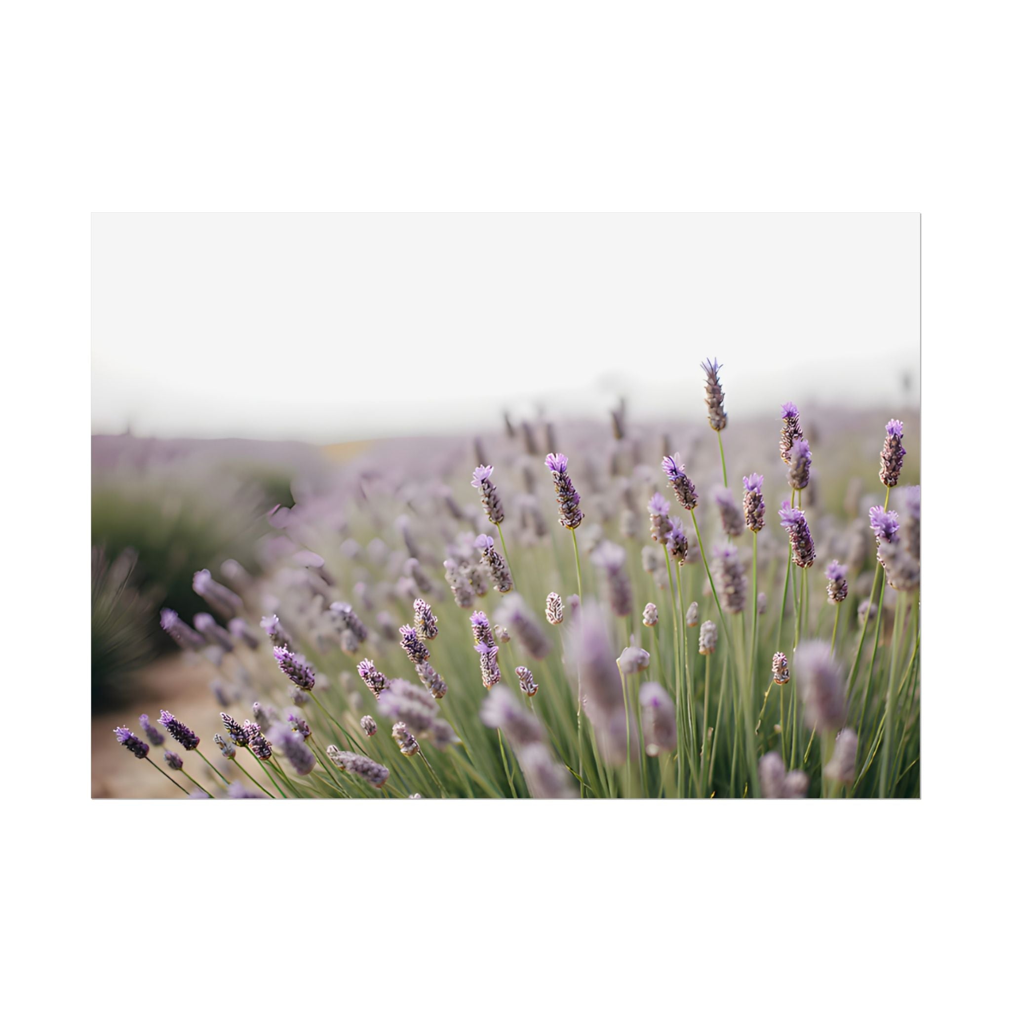 Lavender Field Wall Art – Poster