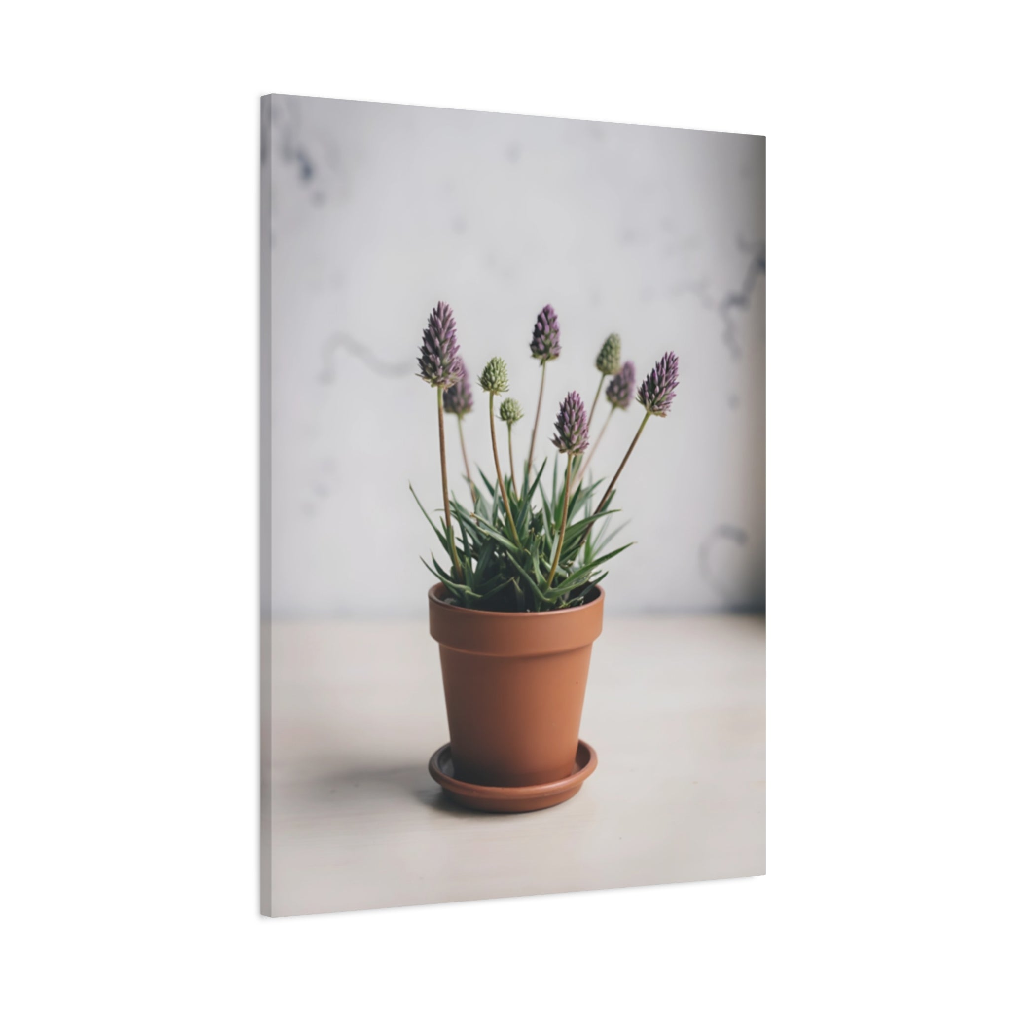 Potted Alpine Dodgegrass Wall Art – Stretched Canvas