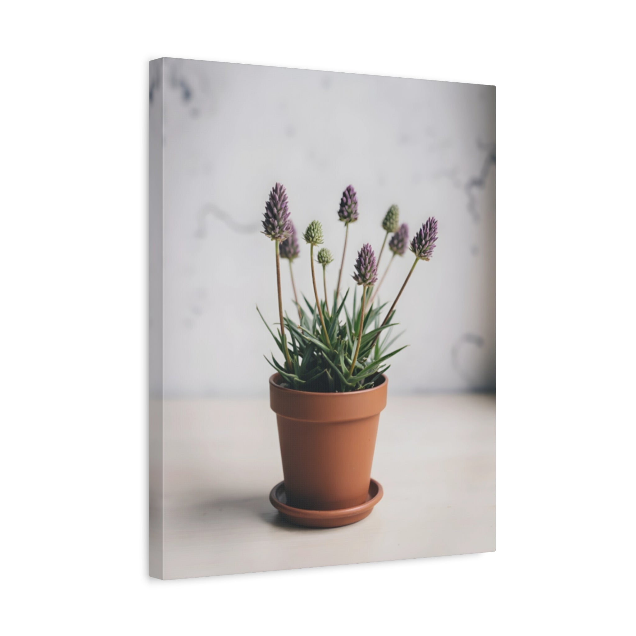 Potted Alpine Dodgegrass Wall Art – Stretched Canvas