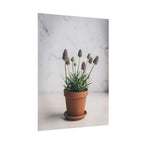 Potted Alpine Dodgegrass Wall Art – Poster