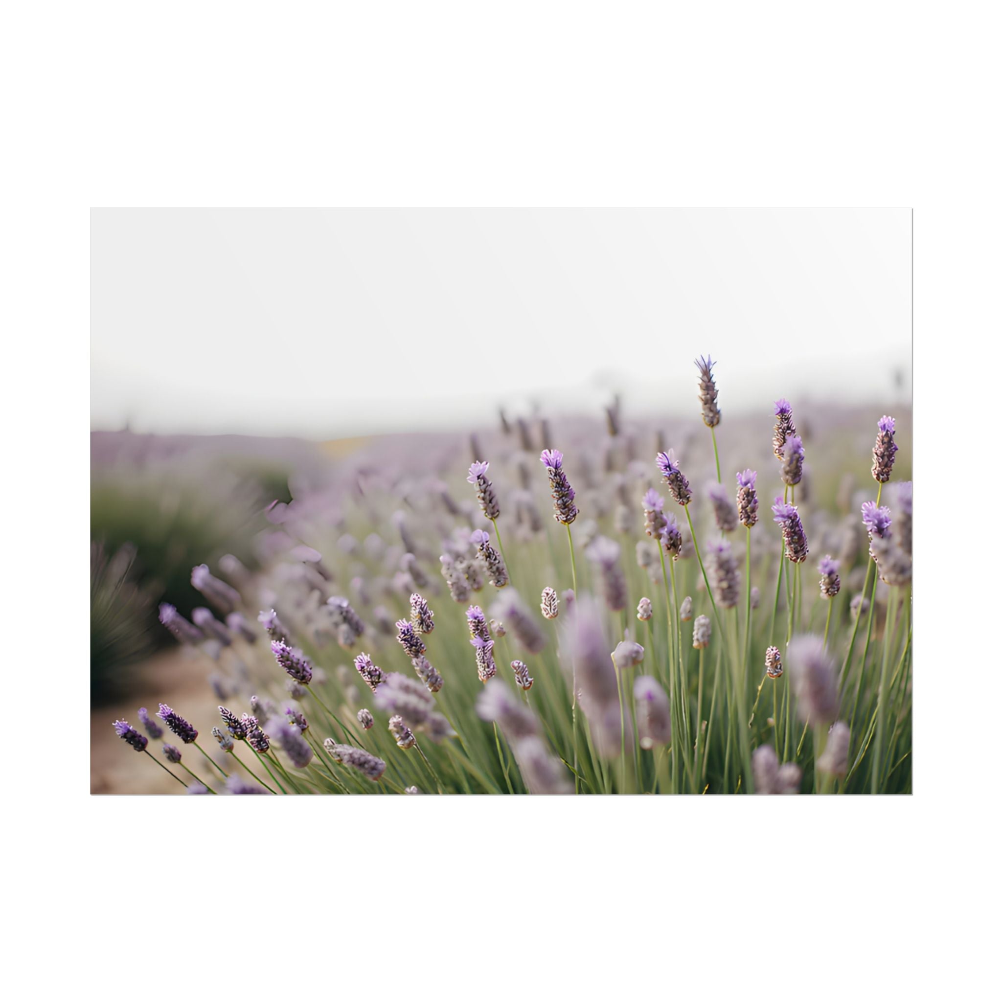 Lavender Field Wall Art – Poster