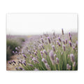 Lavender Field Wall Art – Stretched Canvas