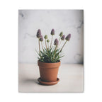 Potted Alpine Dodgegrass Wall Art – Stretched Canvas