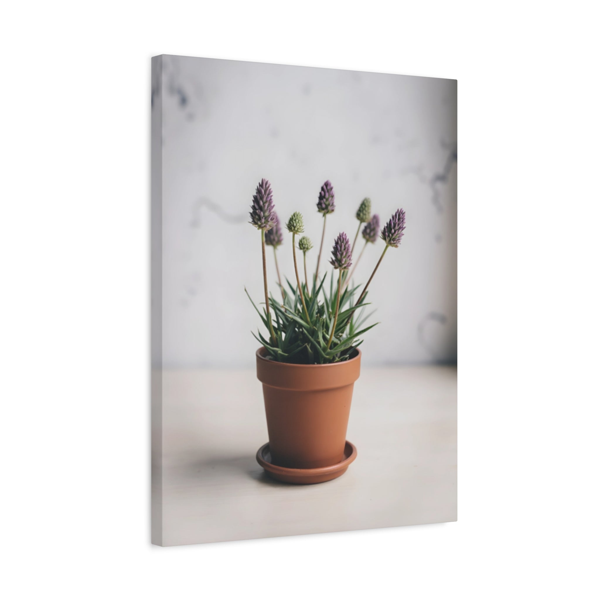 Potted Alpine Dodgegrass Wall Art – Stretched Canvas