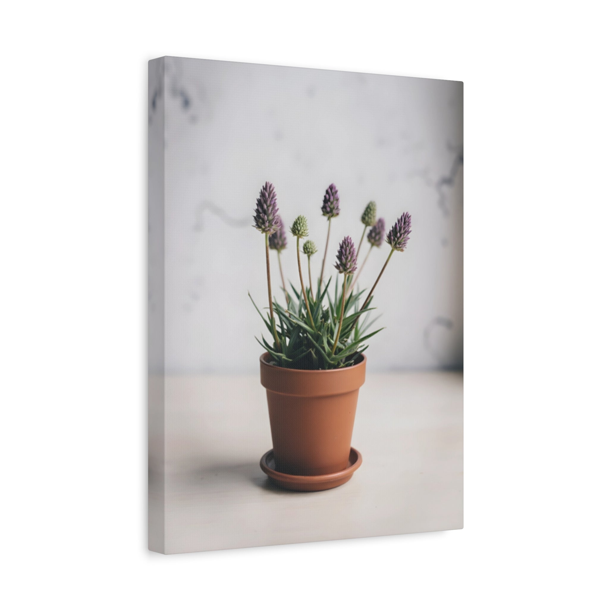 Potted Alpine Dodgegrass Wall Art – Stretched Canvas