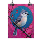 Blue jay on a holly branch Wall Art - Poster
