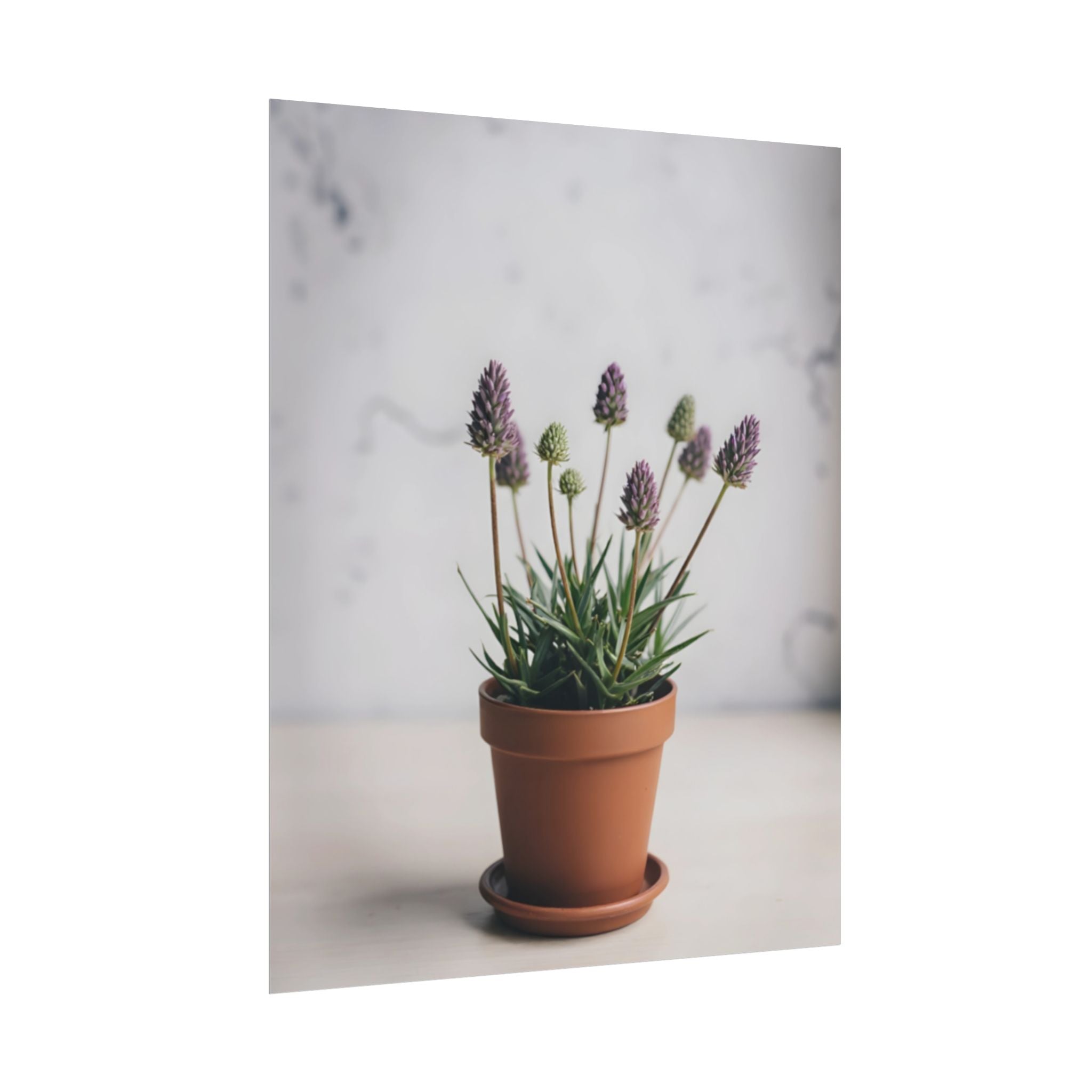 Potted Alpine Dodgegrass Wall Art – Poster