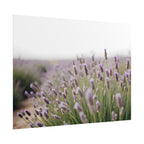 Lavender Field Wall Art – Poster