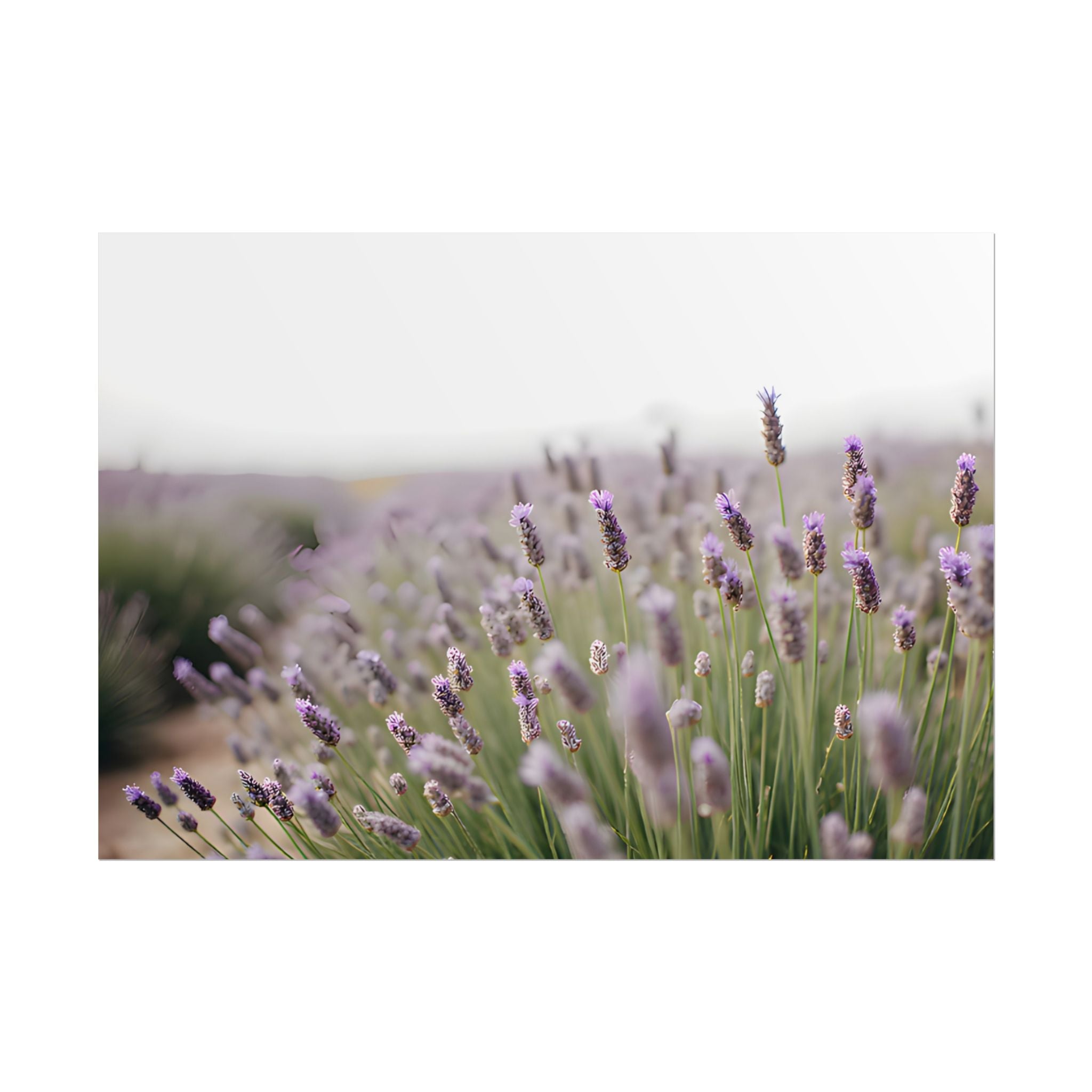 Lavender Field Wall Art – Poster