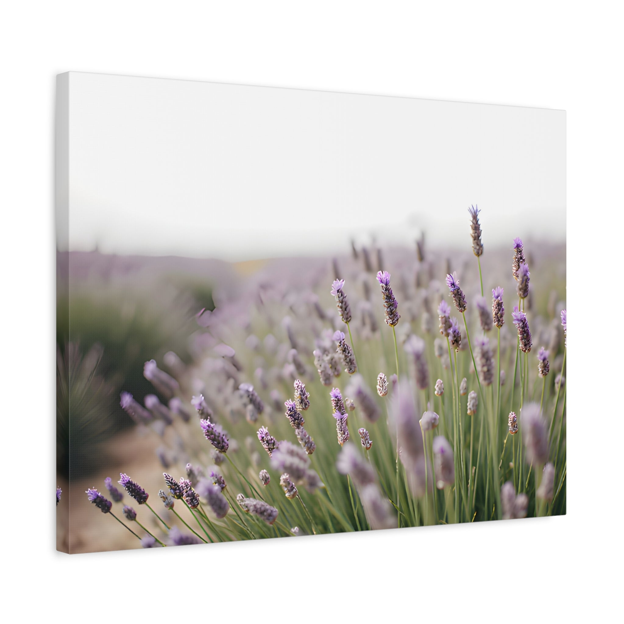 Lavender Field Wall Art – Stretched Canvas