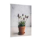 Potted Alpine Dodgegrass Wall Art – Poster