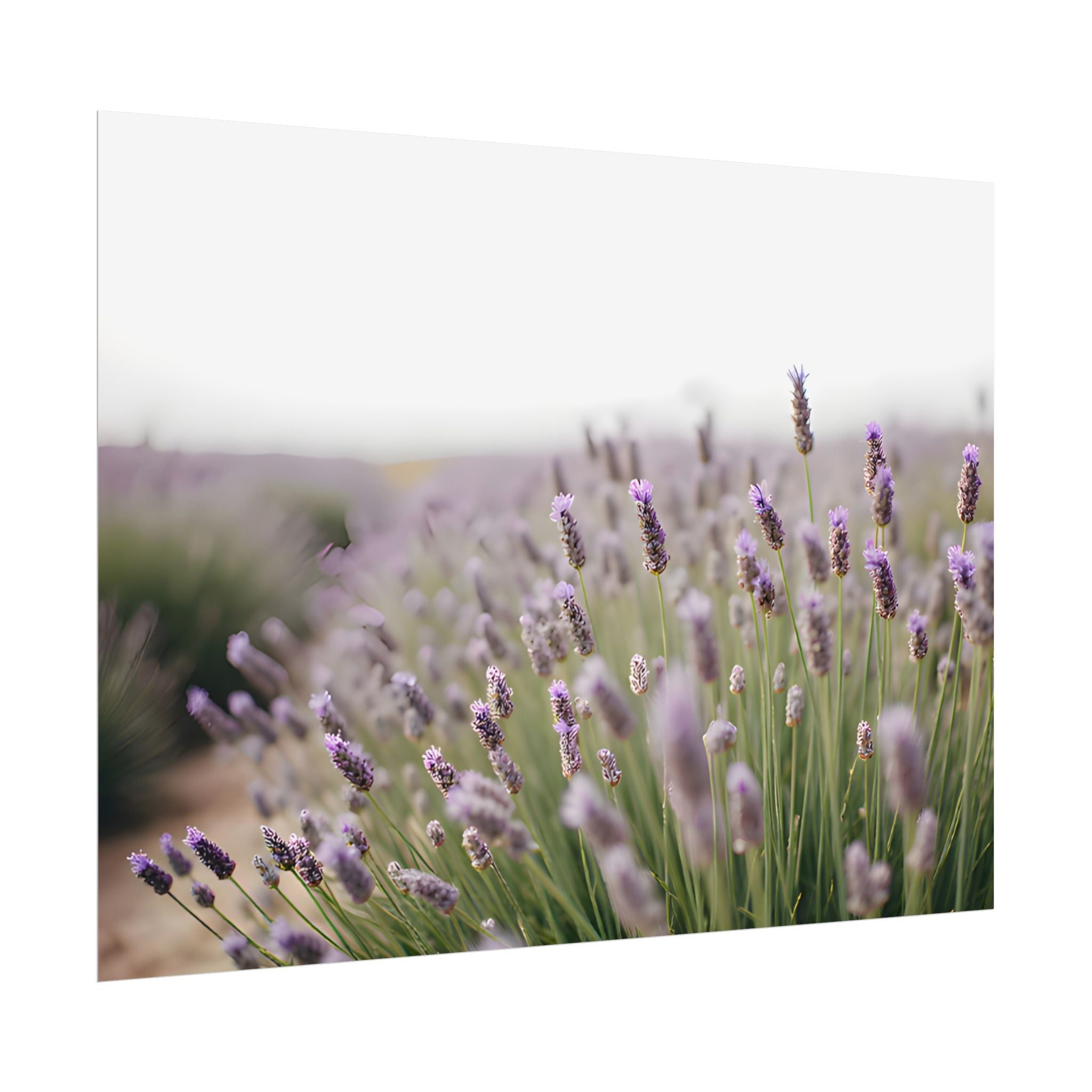Lavender Field Wall Art – Poster