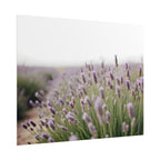 Lavender Field Wall Art – Poster