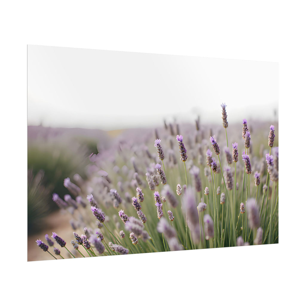 Lavender Field Wall Art – Poster