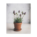 Potted Alpine Dodgegrass Wall Art – Stretched Canvas