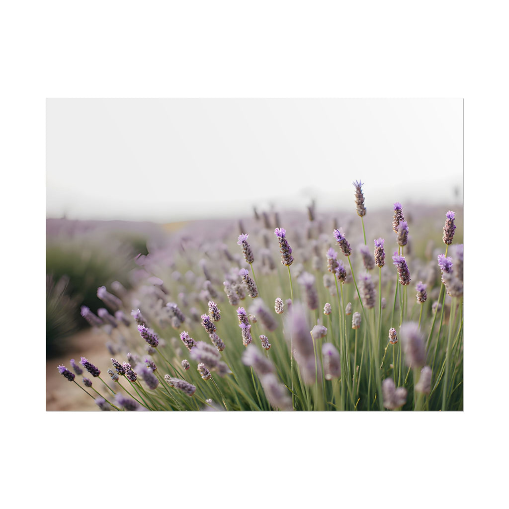 Lavender Field Wall Art – Poster