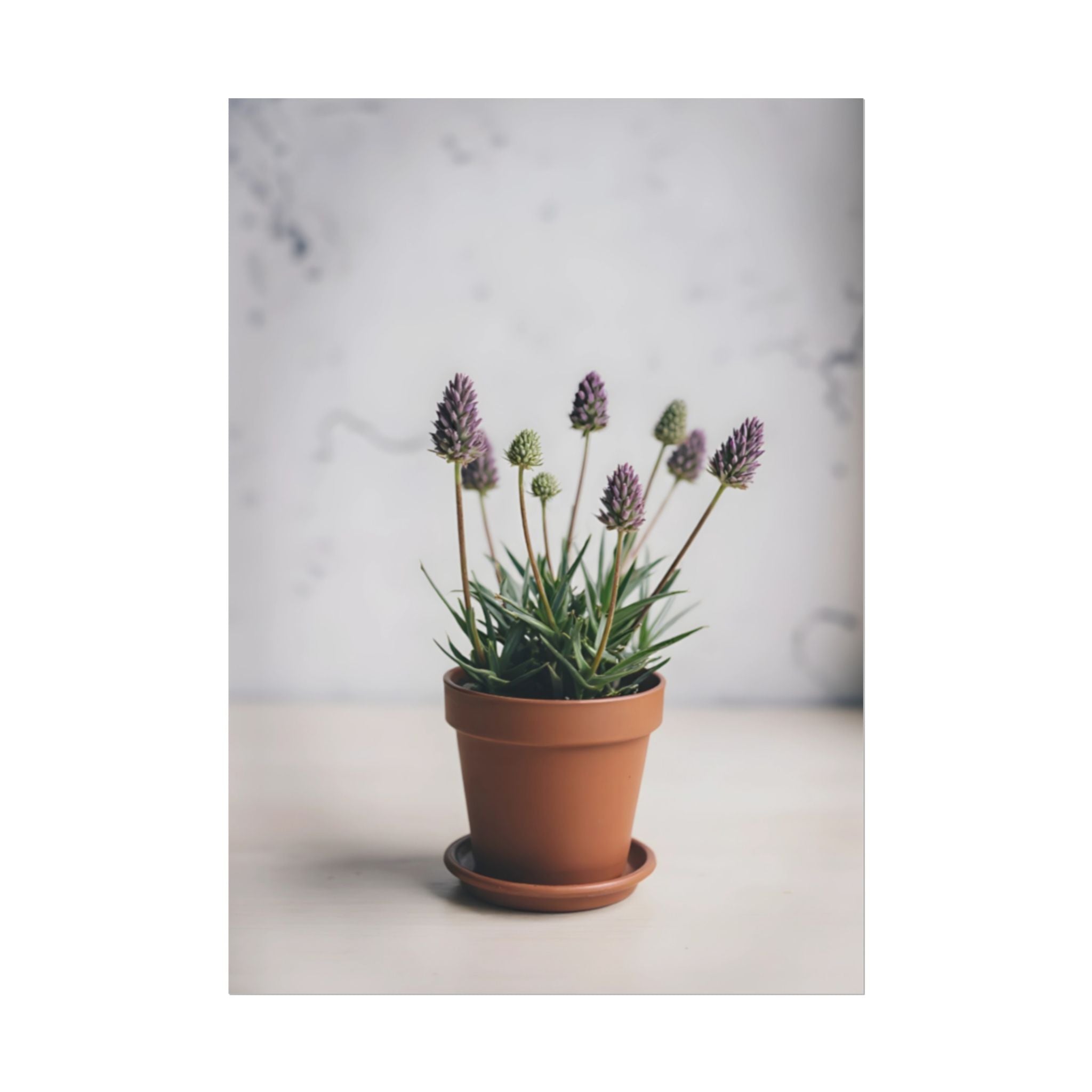 Potted Alpine Dodgegrass Wall Art – Poster