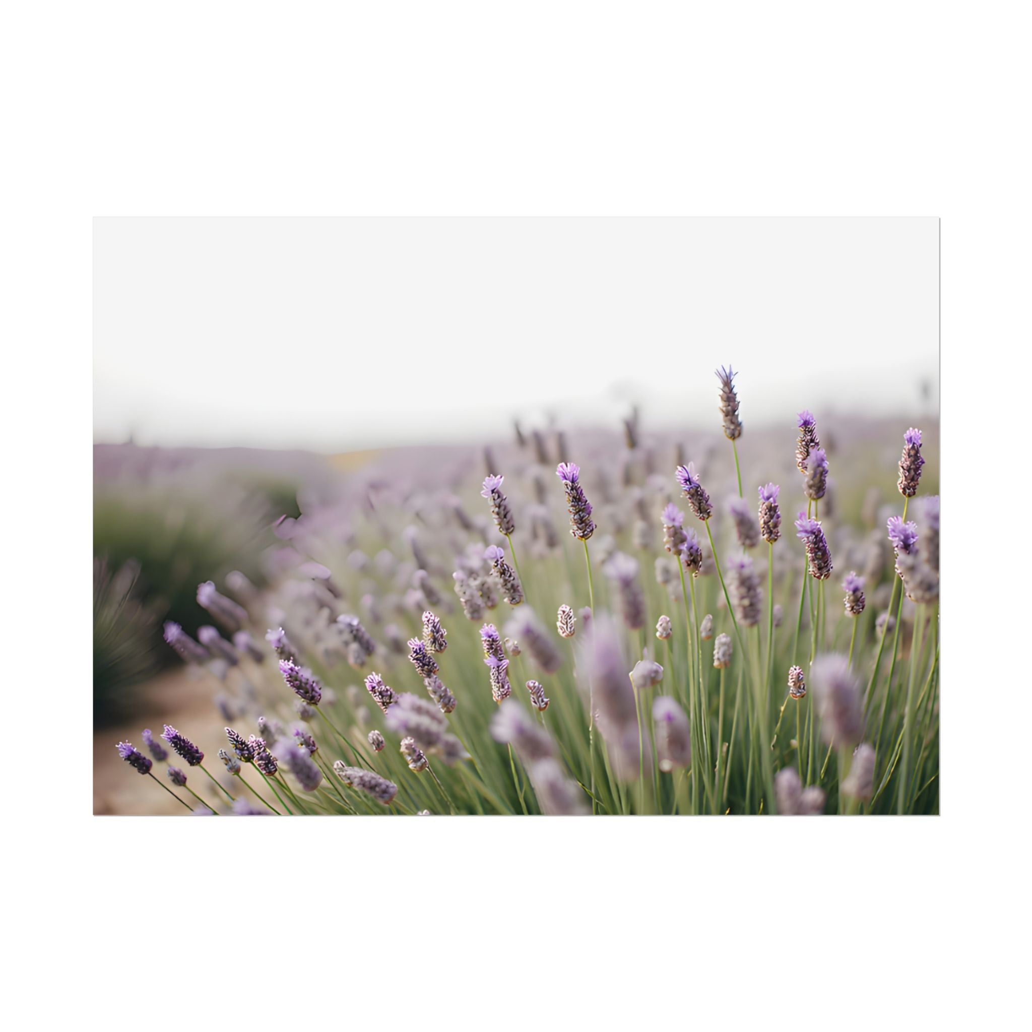 Lavender Field Wall Art – Poster