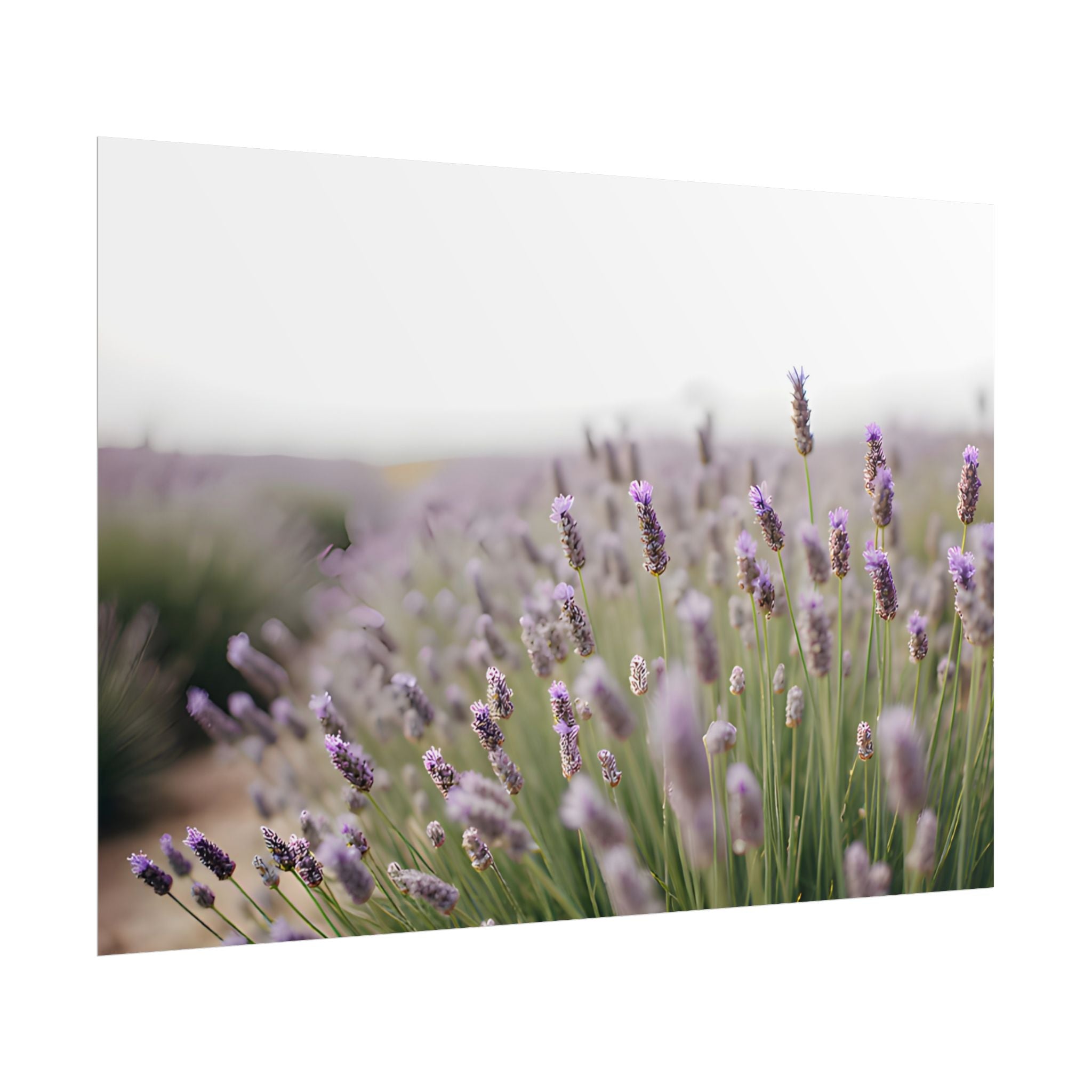 Lavender Field Wall Art – Poster