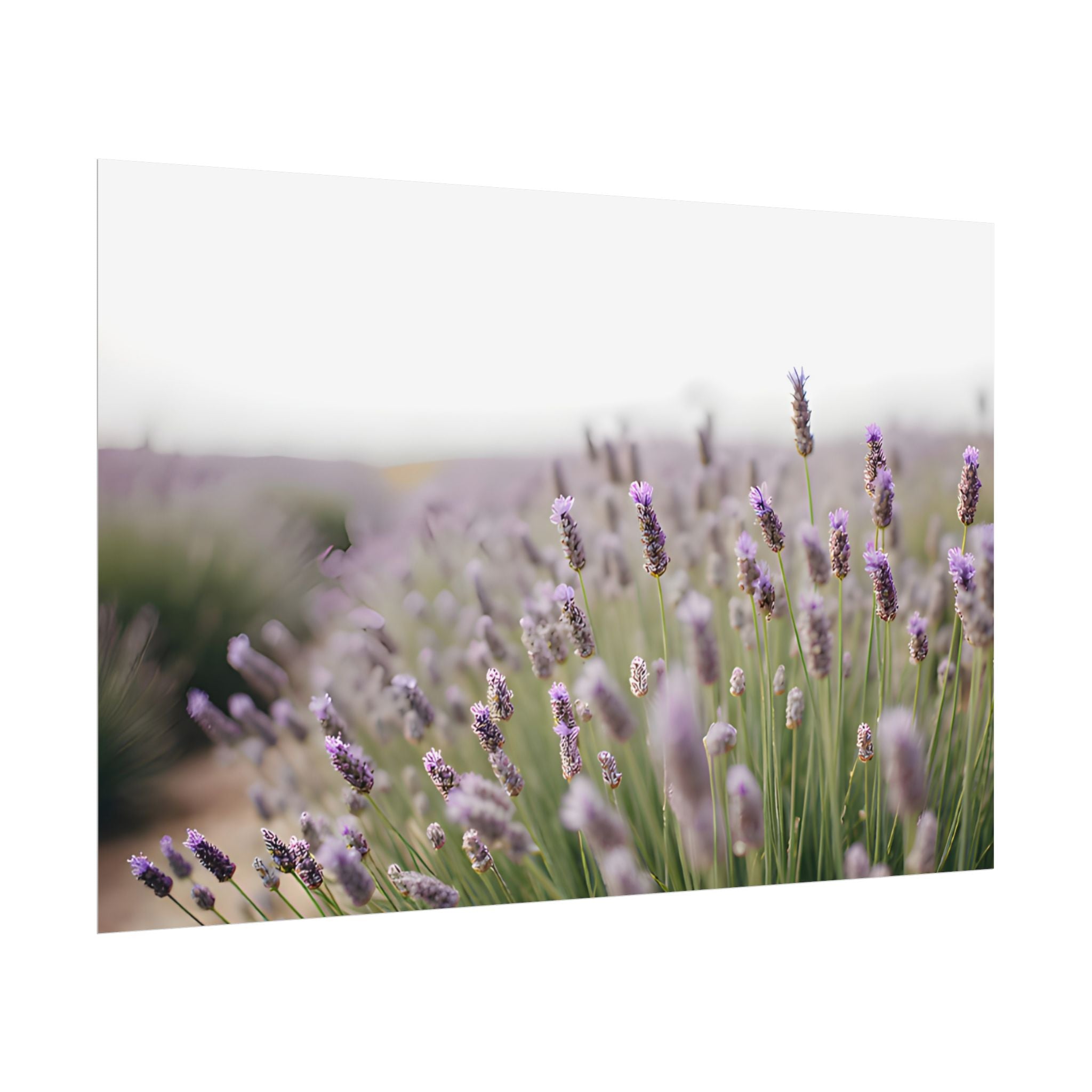 Lavender Field Wall Art – Poster