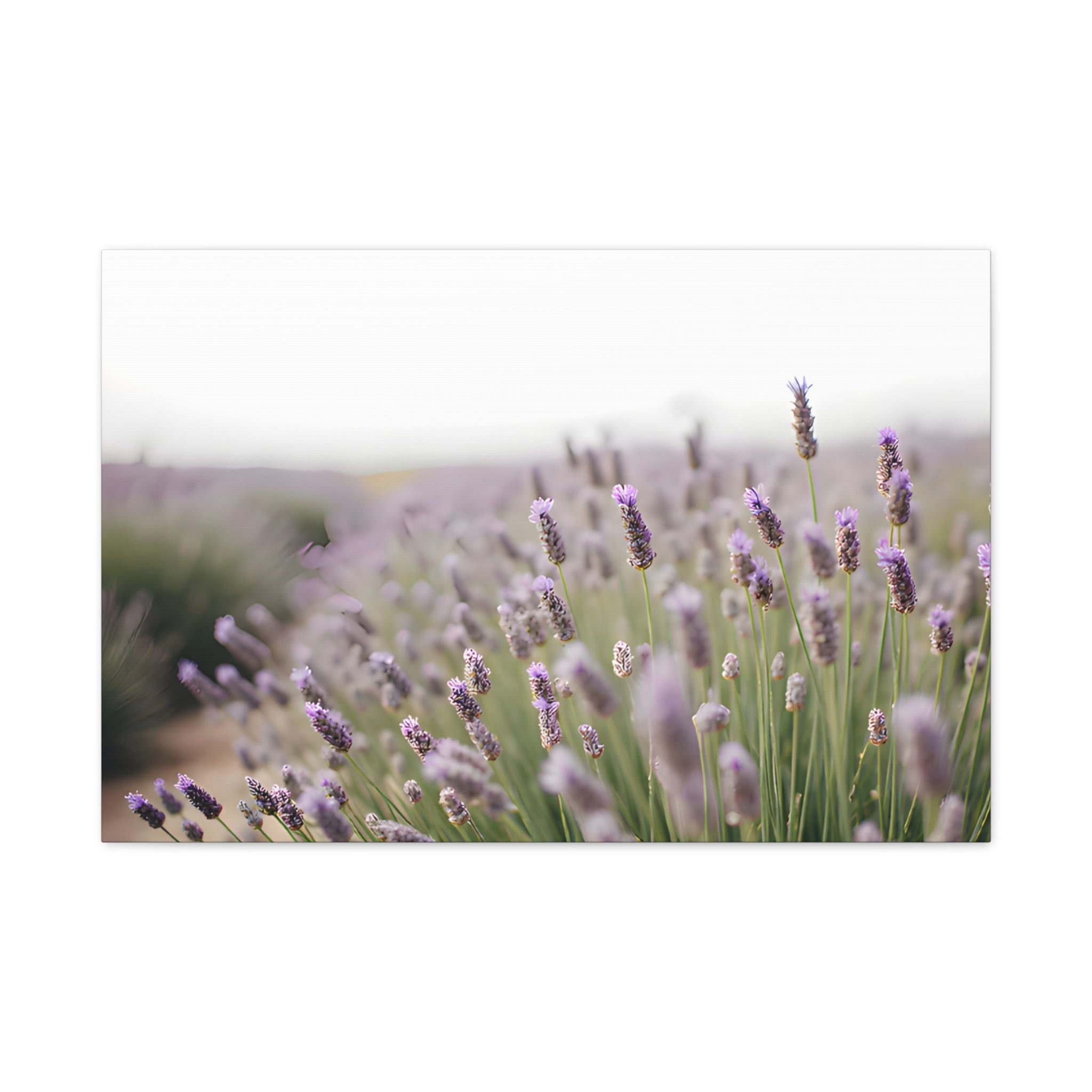 Lavender Field Wall Art – Stretched Canvas