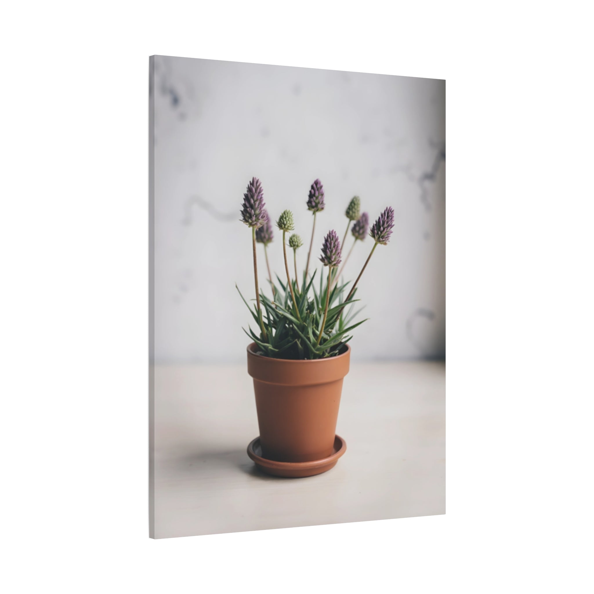 Potted Alpine Dodgegrass Wall Art – Stretched Canvas