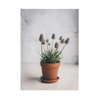 Potted Alpine Dodgegrass Wall Art – Poster
