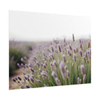 Lavender Field Wall Art – Poster