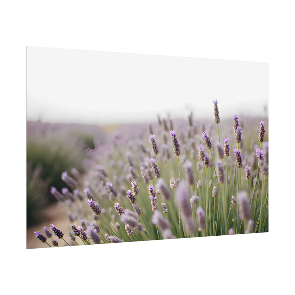 Lavender Field Wall Art – Poster
