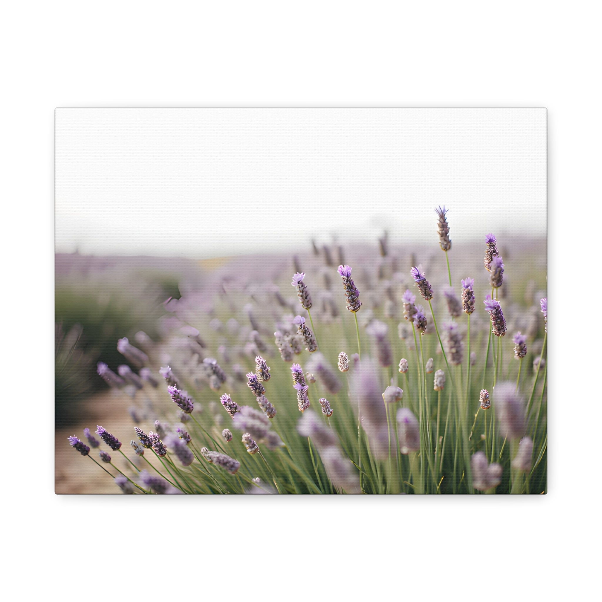 Lavender Field Wall Art – Stretched Canvas