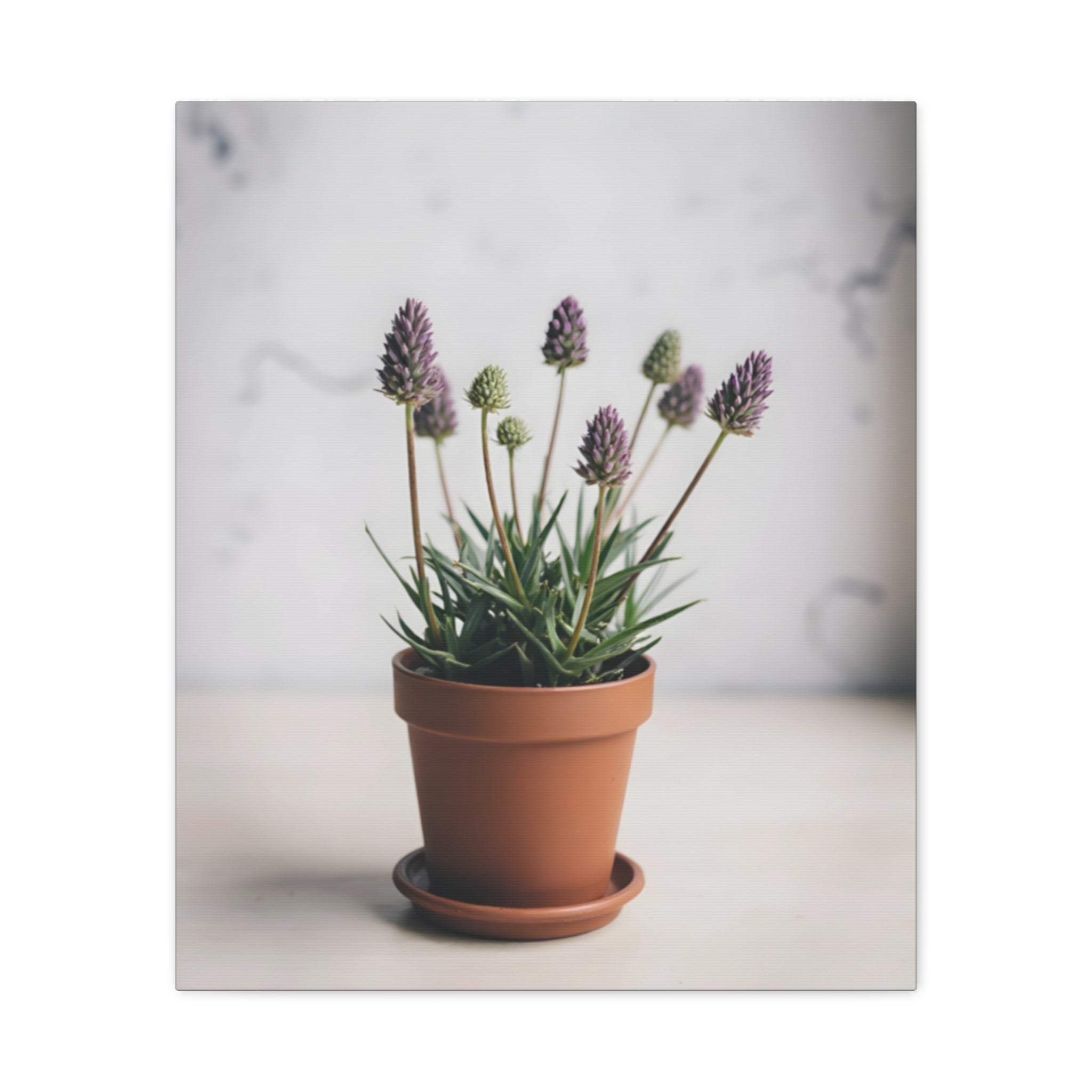 Potted Alpine Dodgegrass Wall Art – Stretched Canvas