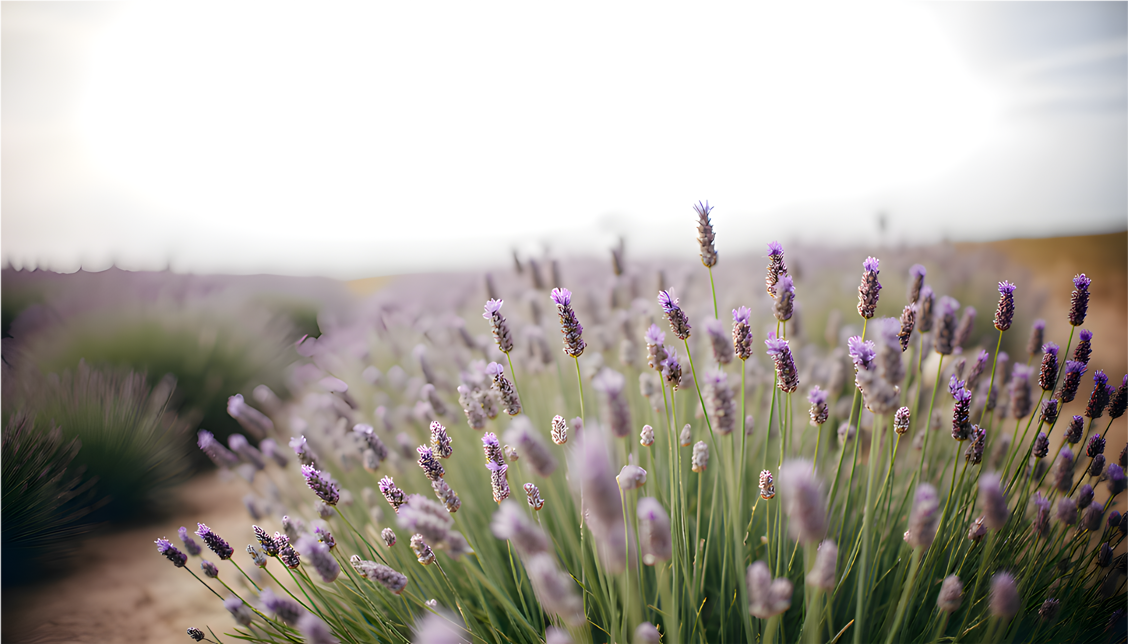 Lavender Field - Digital Design (no physical product will be send)